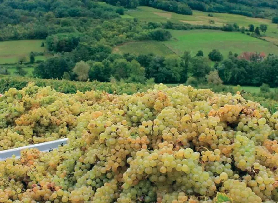 vignoble
